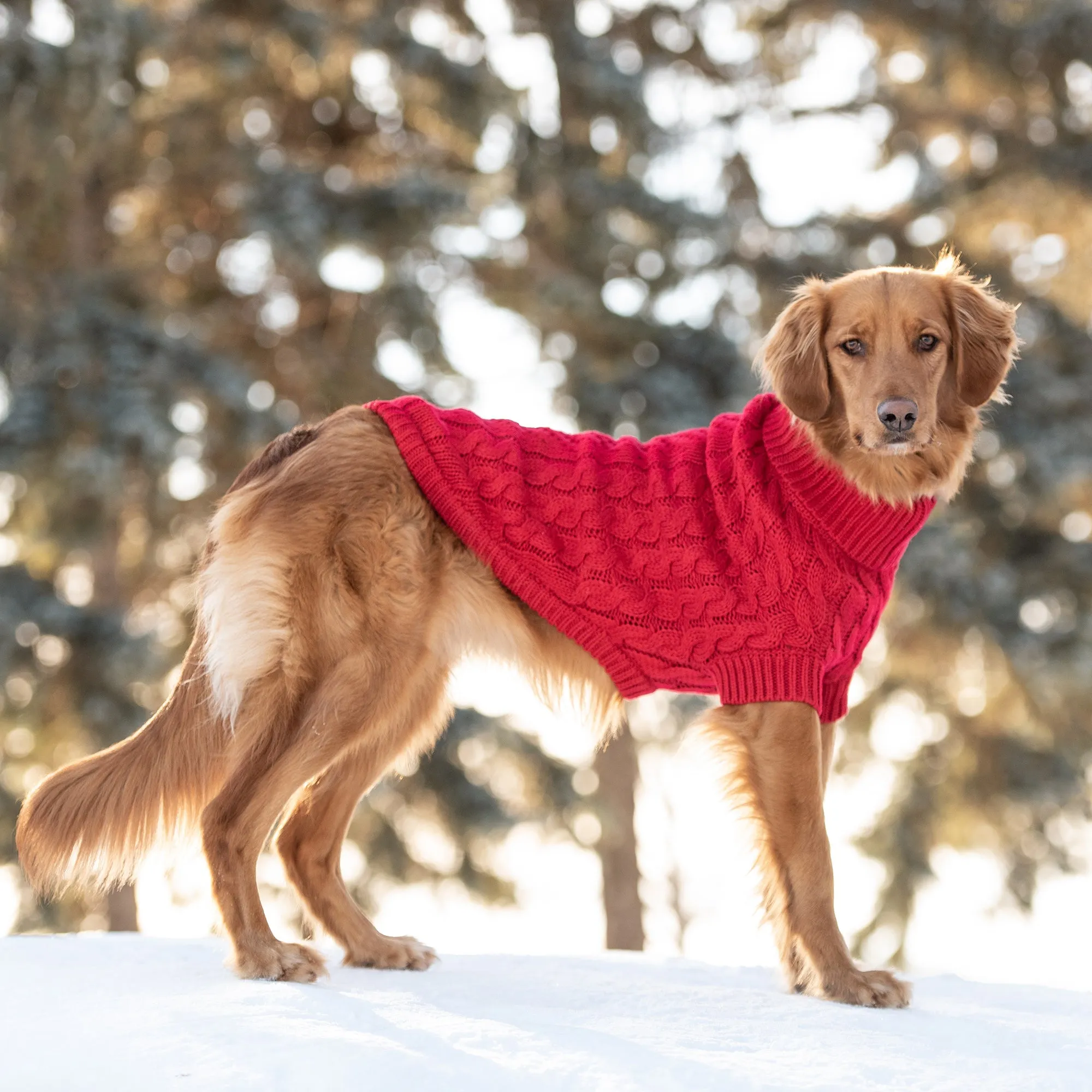 Chalet Sweater | PetPals®